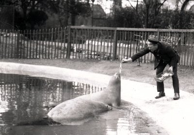 Elephant seals being fed by their keeper, 1914 by Frederick William Bond